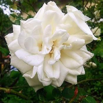 お花好きの画像 by 慶子さん | 小さな庭と植物のある暮らしとばら バラ 薔薇とおうち園芸と今日の一枚と今日のお花とガーデニングと花のある暮らしと白い花とお花好きとお花好きの人と繋がりたいと花が好き