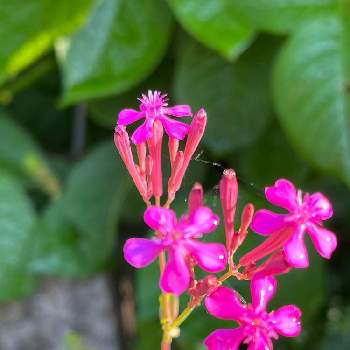 小さい花の画像 by みぽりんさん | 小さな庭とムシトリナデシコとおうち園芸とコロナに負けるな！と元気もらえると可愛いと小さい花
