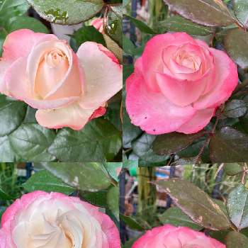 薔薇 ノスタルジーの画像 by myu〜さん | 小さな庭と薔薇 ノスタルジーとばら バラ 薔薇とピンク❤︎ピンクとおうち園芸とお花が好き♡と淡いピンク