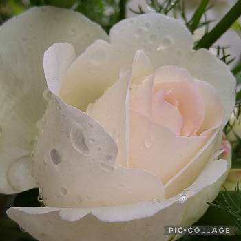 白バラの画像 by flowerloveさん | テラスとバラと薔薇♡とばら バラ 薔薇と白薔薇.と白薔薇❤️とばら❤と薔薇♪と白バラ