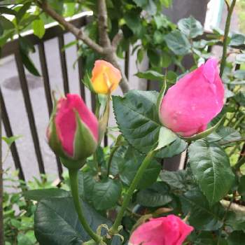 薔薇初心者の画像 by teru teruさん | 小さな庭とバラ  クィーン･エリザベスとバラ モナリザとばら バラ 薔薇とピンクの花と水曜ローズショーと蕾組の子と薔薇に魅せられてとGSに感謝。と薔薇初心者とピンクの薔薇の蕾と楽しみ〜