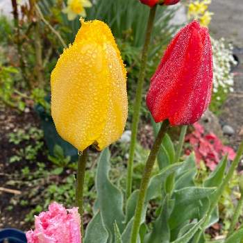 北海道からの画像 by 一人静さん | 小さな庭とチューリップ フリンジ咲きと北海道からと癒されてと花いろいろと遅い春と花のある暮らし