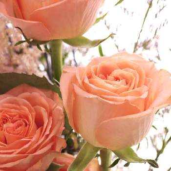 チーム福岡の画像 by yamatotoさん | 部屋と花束の中の花と乙女チックといい香りと花のある暮らしと薔薇♪と優しい色とチーム福岡とエレガント