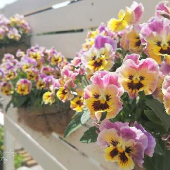 フリル咲きミニパンジーの投稿画像一覧 Greensnap グリーンスナップ フリル咲きミニパンジーの投稿画像一覧 Greensnap グリーンスナップ