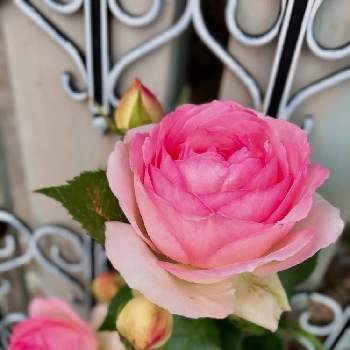 ❤︎15のｷｭﾝな薔薇の画像 by ❤︎15さん | 小さな庭とピエールドゥロンサールと多肉ランド❤︎と水曜ローズショーとぅん～マンダムとGS映えと多肉2016同期と花のある暮らしと花の16年組♡と花も多肉も好きと❤︎15のｷｭﾝな薔薇