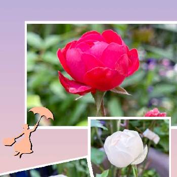 お花大好き♡の画像 by トモさん | 小さな庭とGSの繋がりに感謝♡とお花大好き♡と可愛いいよねと元気もらえるときれいだね〜〜❣️とユーミンつながりの皆さんに感謝と楽しいね♪と花のある暮らしと薔薇♪とバラ・ミニバラ