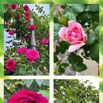 赤薔薇の画像 by jurarararara〜☆さん | ウクライナに平和をとばら バラ 薔薇とクライミングローズとありがとう❤️と薔薇に魅せられてと感謝とこんな時こそ花をとコロナに負けるな！と世界に平和をと元気もらえるとGSに感謝。とラブ❤と可愛い〜♡と小さな幸せ♡とピンクワールドへ ようこそと元気に育ててますよと薔薇♪と花が好きとやっぱり花が好き♡と赤薔薇