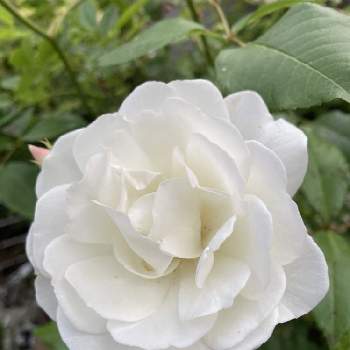 白いバラの画像 by みつここさん | 小さな庭とバラ アイスバーグとバラとばら バラ 薔薇と白いバラと水曜ローズショーとバラのある暮らしと緑のある暮らしと白い水曜日♡とガーデニングと花のある暮らしと白い花と今日も元気に笑顔でね