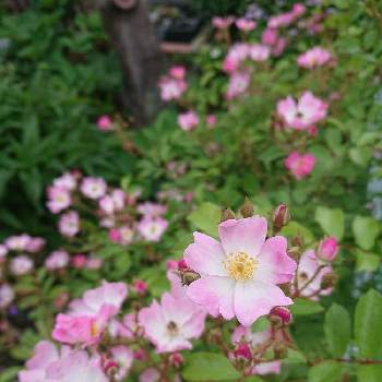 バレリーナの画像 by フロちゃんさん | 小さな庭とバレリーナと地植えとピンクの花と花のある暮らし