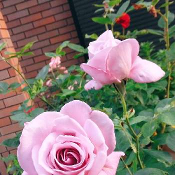きれい✨の画像 by フレンチトーストさん | 小さな庭とグリーンライフ♡と薔薇の季節ですね〜❣️と薔薇の庭と緑のある暮らしとたのしみ❤️ときれい✨とブルームーン(紫色の薔薇)と香りの良い薔薇✨