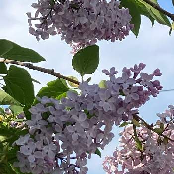 地元愛の画像 by ももさん | お出かけ先とライラックと地元愛と札幌からとピンクの花といつもの散歩道と皆んな幸福にと身近な自然と花のある暮らしと北海道