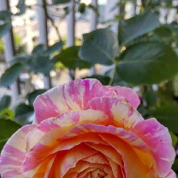 薔薇 クロード・モネの画像 by mechaさん | バルコニー/ベランダと薔薇 クロード・モネと福岡と絞りのバラとベランダガーデニングと挿し木と花いろいろ