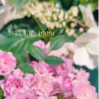 綺麗〜❤️の画像 by mimiさん | 小さな庭と綺麗〜❤️とミニバラ☆ハートフォーユーと可愛い〜♡とお花が好き♡とばら❤