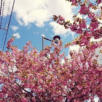 可愛いなぁの画像 by 畔道烏さん | お出かけ先と八重桜と癒やされるとピンクの花と今年も会えたと可愛いなぁと心、ほっこりと春を告げてと花から元気をと好きな花♡と花のある暮らし