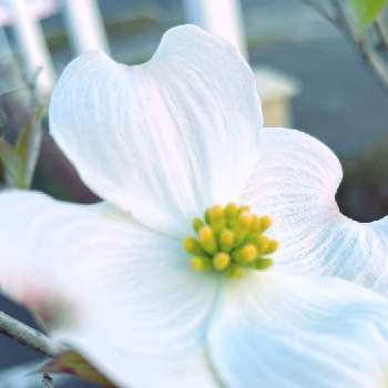 ハートの形の画像 by ゆーさん | ウクライナに平和をとハートクラブとハートの形とお出かけ先でと平和の祈りと今日のお花と白い水曜日♡と平和を願う☆とハート❤と白い花大好きと白い花と武器ではなく花をと白い花♡