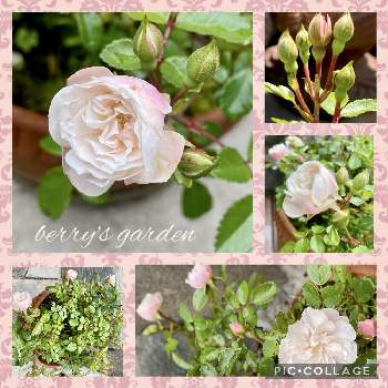 ミニバラ グリーンアイスの画像 by berryさん | 小さな庭とミニバラ・グリーンアイスとキュンキュン乙女倶楽部と新緑の季節と小さな幸せ♪と水曜ローズショーとグリーンアイス薔薇とミニバラ鉢植えとGSミニモニ。とミニバラ グリーンアイスと花のある暮らしとありがとう♪