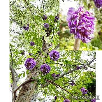 鎌倉の画像 by 小豆さん | お出かけ先とアメリカ藤、アメジストフォールと和田塚駅と鎌倉と紫色の花と癒されますと古民家の庭