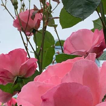 ピンク色の花の画像 by あずさん | お出かけ先とバラと街路樹の植え込みと花言葉と花いろいろとピンク色の花と薔薇♪と街角の花