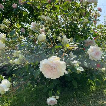 バラ シャリマーの画像 by ラックスさん | 広い庭とバラ シャリマーと癌種抵抗性台木苗とグラデーションと可愛い薔薇と薔薇のある家と四季咲バラと白とピンクと宝珠弁咲きと広いお庭とガーデニングと淡いピンクと優しいピンク色