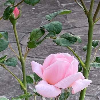 ピンクピンクの画像 by ともちゃんさん | お庭とピンクピンクとばら 薔薇 バラ