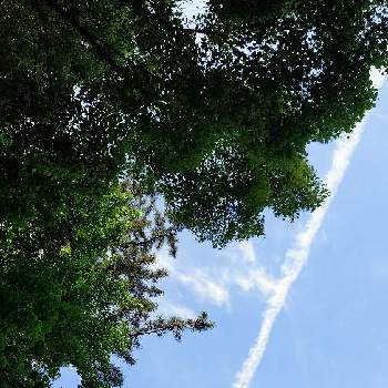 飛行機雲の画像 by ぴすけさん | お出かけ先とスマホ撮影と青空と一緒にと朝のお散歩中と自然美と飛行機雲とご近所散歩♪と青空の下とあおぞら
