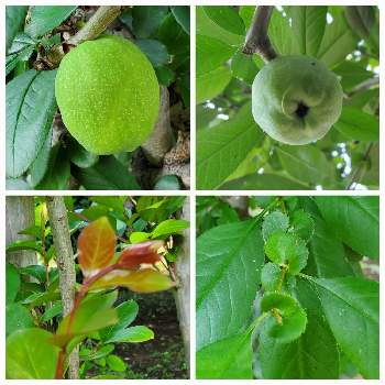 ボケ,木瓜(ぼけ),ボケの実,果実,庭木の画像