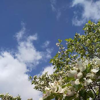 春の季語の画像 by ノグさん | ハナミズキと雲仲間と今日のお花と散歩と半分そらと白い水曜日♡と平和を願うと世界が平和になりますようにと春の季語と季語（春）