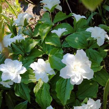 北海道からの画像 by tottokoさん | 広い庭とエンレイソウと八重咲きエンレイソウとNo  more warとはるのお花♡♬と北海道からと白い水曜日♡と平和を願う☆と花のある暮らしと白いお花♡と白い花♡