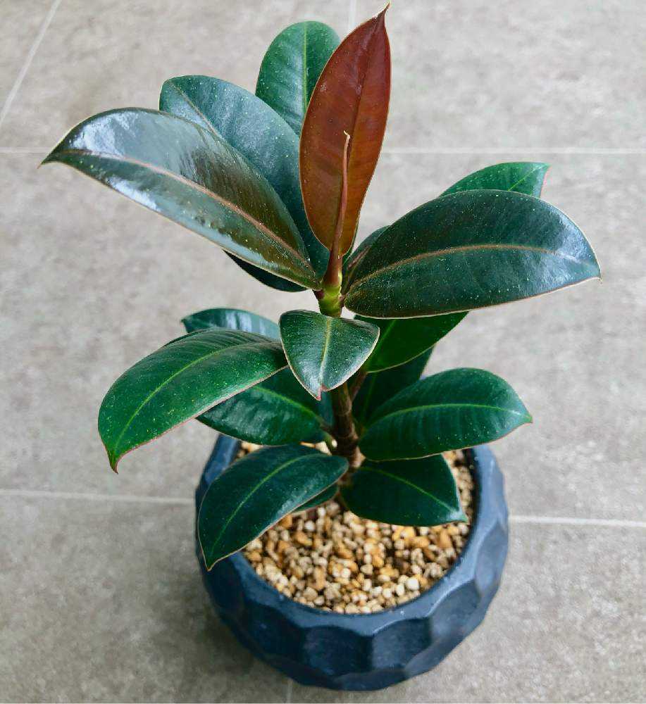 インドゴムの木(フィカスエラスティカ)の成長🌿｜🍀GreenSnap