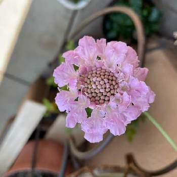 スカビオサピンクレースの投稿画像一覧 Greensnap グリーンスナップ