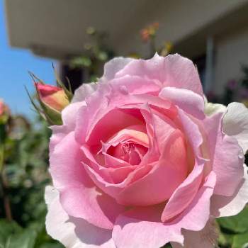 香りの良いバラの画像 by ユーリさん | バルコニー/ベランダとバラ ペネロペイアとG,Sの皆さんに感謝と植物のある暮らしとピンク色と中輪のバラと日本のバラと花に惹かれて癒されると薔薇が好き❤と香りの良いバラと花に癒される日々と四季咲バラ