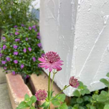 門柱周りの花壇の投稿画像一覧 Greensnap グリーンスナップ