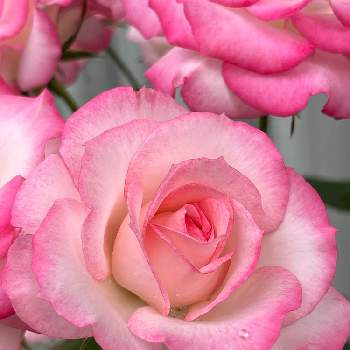 ピンクのバラ♡の画像 by ウイッチさん | バルコニー/ベランダと犬好きとグラデーションと薔薇好きと薔薇「ニコール」と癒しとピンクのバラ♡とおうち園芸と鉢植えと花のある暮らしと薔薇♪とばらの香りとピンクが好き❤︎