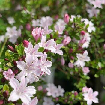 自宅の庭の画像 by 風花さん | ハクチョウゲとピンク色と自宅の庭と蕾もかわいい