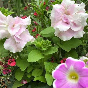 綺麗だなぁの画像 by くろちゃんさん | 小さな庭とペチュニアサフィニアアート　いちごシェイクとペチュニアサフィニアアート　いちごシェイクと八重咲きペチュニア ダブルカスケード オーキッドと健気なとワクワクと好きな花を好きなだけとGS映えと可愛いなあ♡と花いろいろと元気に育ててますよと花のある暮らしと綺麗だなぁ
