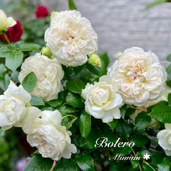 良い香りの画像 by みんみんさん | 小さな庭と白いバラと水曜ローズショーと毎日ローズショーとボレロ バラとおうち園芸とお庭のバラと可愛いとガーデニングとバラが好きと花のある暮らしとバラ・ミニバラと良い香り