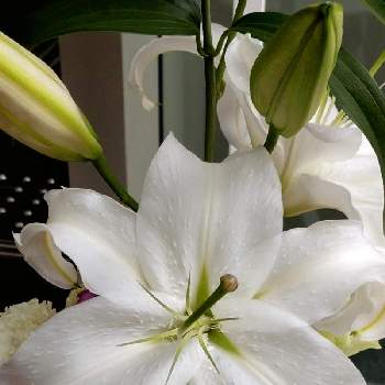 うれしいの画像 by 杏子さん | お出かけ先と幸せとうれしいとしあわせ♡と白い水曜日♡とユリ　ゆりと純白ファンクラブとかわいいとゆり♪と純白マニアと白い花と楽しいと白い花♡