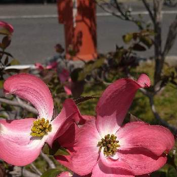 チーム福岡の画像 by さくらさん | お出かけ先とハナミズキと花の咲く木と2019同期とピンクの花と花木と今日のお花とチーム福岡