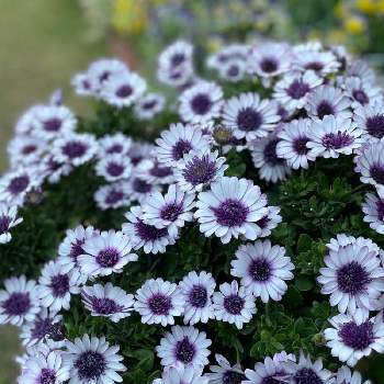 オステオスペルマム3dの投稿画像一覧 Greensnap グリーンスナップ