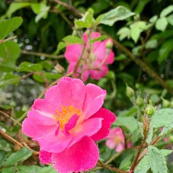 薔薇のある暮らし♡の画像 by nanamimiさん | アプローチとラベンダードリームと薔薇愛同盟と薔薇のある暮らし♡とおうち園芸とナチュラルスタイルとガーデニングと花のある暮らしとバラを楽しむ