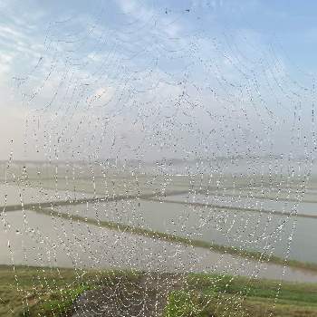 蜘蛛の糸の画像 by 子山羊さん | 畑と水田と蜘蛛の糸