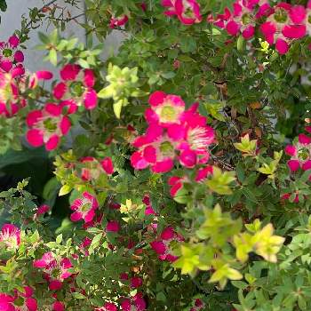お花が好き♡の画像 by あやちゃんですさん | お出かけ先とギョリュウバイ（檉柳梅）とiPhone13で撮影と赤いお花とお花が好き♡とお花が可愛いと花のある暮らし
