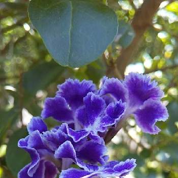素敵な色の画像 by harumamaさん | 小さな庭とありがとう❤️と素敵な色と慰めと花のある暮らしと青い花マニアとデュランタ・宝塚といやし♪