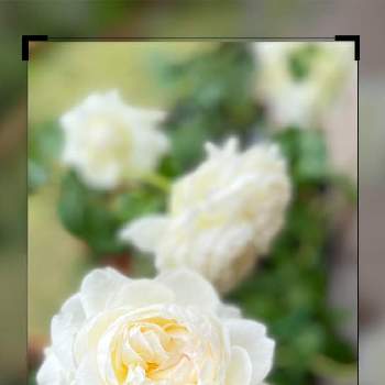 バラ ステファニー グッテンベルグの画像 by coco☘️さん | 小さな庭とバラ ステファニー グッテンベルグとこんな時こそ花をとありがとうと元気に育ててますよと☆Mayuka☆印と小さなお庭