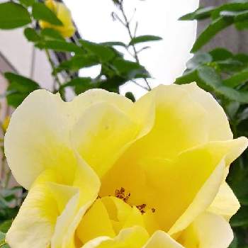 薔薇を楽しむの画像 by 妖精さん | お出かけ先と薔薇　黄色とお散歩♪とお気に入り♡とビタミンカラー♡と薔薇を楽しむと華やか♡と花のある暮らしとロザリアンと素敵と可愛い♡