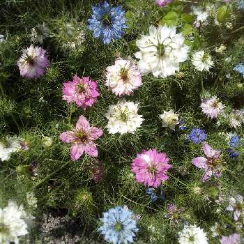 クロタネソウ☆の画像 by チェリーさん | 小さな庭とニゲラとクロタネソウ☆と満開♪と癒しとお花大好きと花のある暮らしと種蒔きと素敵と可愛い♡