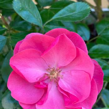 ピンクのお花の画像 by おしずさん | 小さな庭とバラ・アンジェラとかわいい♡とお家で園芸とピンクのお花とお花大好き✨と花のある暮らし