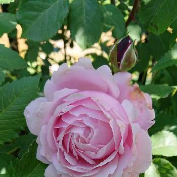 いい色♡の画像 by ＹＵＭＩＫＯさん | 小さな庭と私の癒し♡とシャンテ ロゼ ミサトと薔薇愛同盟と花が好き❤とわれら17年組とおうち園芸とお花に癒されてと植中毒といい香りと花のある暮らしとYUMIKO薔薇2022と大好き♡︎ʾʾとかわいいな♡といい色♡