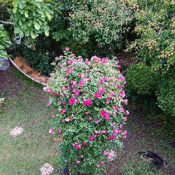 猫と緑のある暮らし,花と緑のある暮らし,つる薔薇春風,芝生の庭,わが家の庭の画像