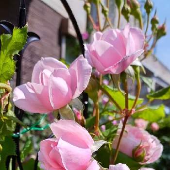 香りの良いバラの画像 by 庭野華子さん | 小さな庭とナエマとばら バラ 薔薇とバラのある暮らしとPinkRoseと香りの良いバラとバラが好きと花のある暮らしと薔薇♪とロザリアンとrose